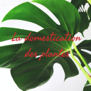 La domestication des plantes - Domitille Piofret