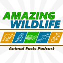 Podcast - Amazing Wildlife