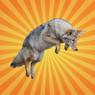 Bêtes de science - Le coyote fait équipe avec le blaireau pour chasser [REDIFFUSION]