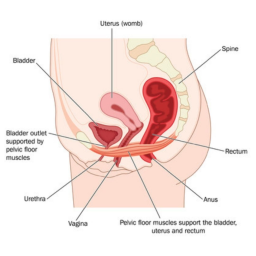 What is the perineum?