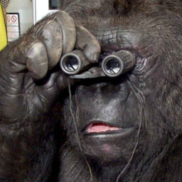 Koko, la gorille qui savait parler la langue des signes