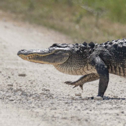 Ce crocodile se déguise en nid pour chasser l'oiseau