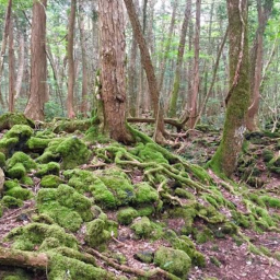 Aokigahara, la plus étrange des forêts du monde
