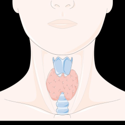 What is the thyroid?