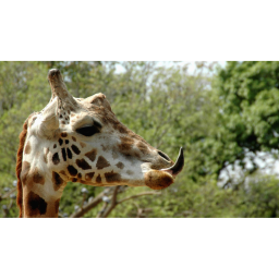 Als die Giraffe Heimweh hatte (5/6): Eine kleine Halsmusik