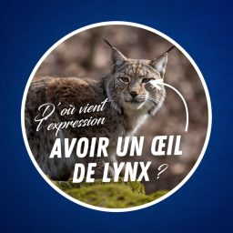 D'où vient l'expression "avoir un œil de lynx" ?