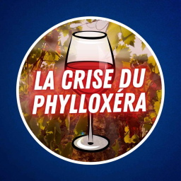 La crise du phylloxéra, le puceron qui a failli tuer la vigne française
