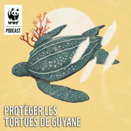 Protéger les tortues de Guyane