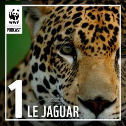 À la rencontre du jaguar en Guyane