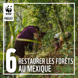 Restaurer les forêts vivantes au Mexique