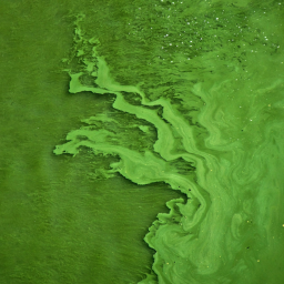 Que sont les algues vertes ?