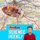 Fish Odour Syndrome & The Changing Face Of Britain