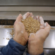 Getreide statt Gulasch - Hilft anders essen gegen Hungerkrisen?