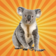 Le koala pousse des cris vraiment étranges