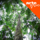 Amazônia (5/10) : Avancée en forêt