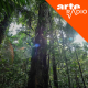 Amazônia (1/10) : Aube en forêt