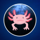 Quel est le mystérieux pouvoir de l'axolotl ?