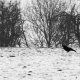 Crows and Crackling Snow on Leaves 9 Hours