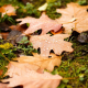 Light Rain on Autumn Forest Leaves 9 Hours