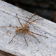 Nosferatu-Spinne: giftig, bissig, aber ungefährlich
