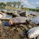 Salz, Algen und tote Fische – Lehren aus der Oder-Katastrophe