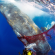 Wie Tierschützer Wale aus Fischernetzen befreien