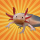 L'axolotl, éternel enfant, se régénère à l'infini