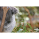 The koala's slide to extinction