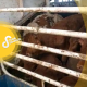 2600 veaux bloqués des mois sur des cargos bétaillères : récit d’une scandaleuse odyssée en Méditerranée