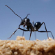 La fourmi du Sahara utilise un GPS solaire
