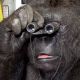 Koko, la gorille qui savait parler la langue des signes