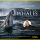 Episode 23: “Secrets of the Whales” with Nat Geo Photographer & Explorer Brian Skerry