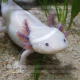 GAG295: Die Verwandlung des Axolotls