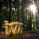 Shiitaké, reishi, chaga… les champignons sont-ils vraiment des superaliments ?