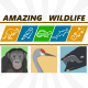 Bonobo | Sandhill Crane | Right Whale